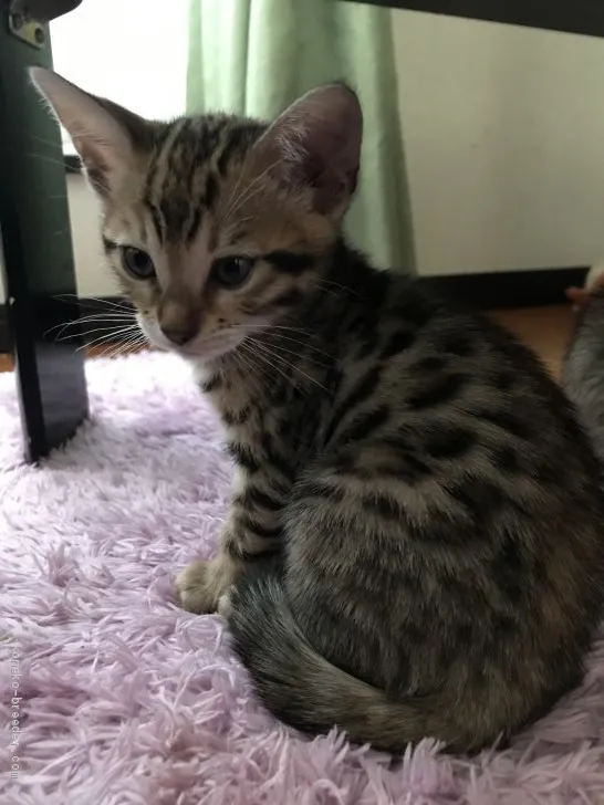 ID:2012-00772の子猫