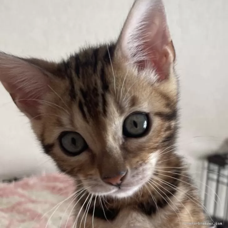 ID:2412-00707の子猫