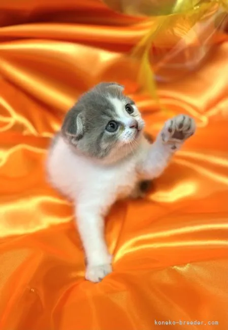 ID:2110-02032の子猫