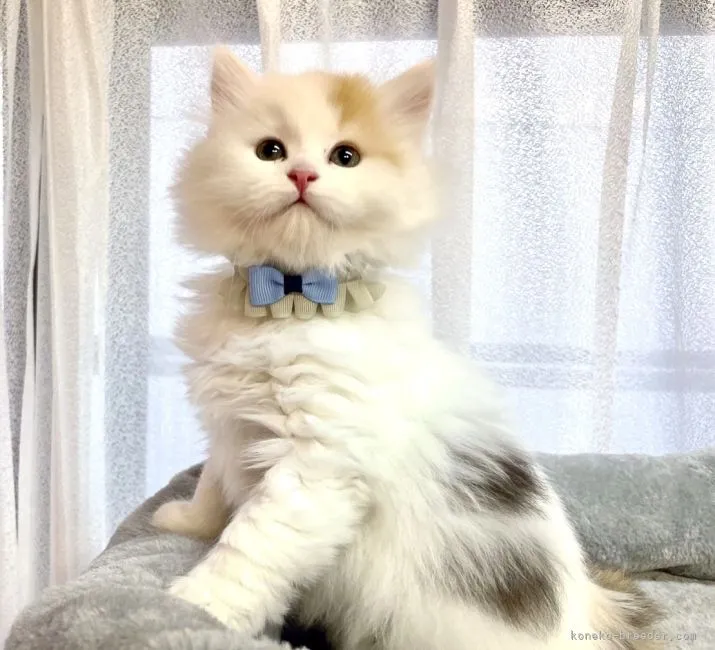 ID:2204-01356の子猫