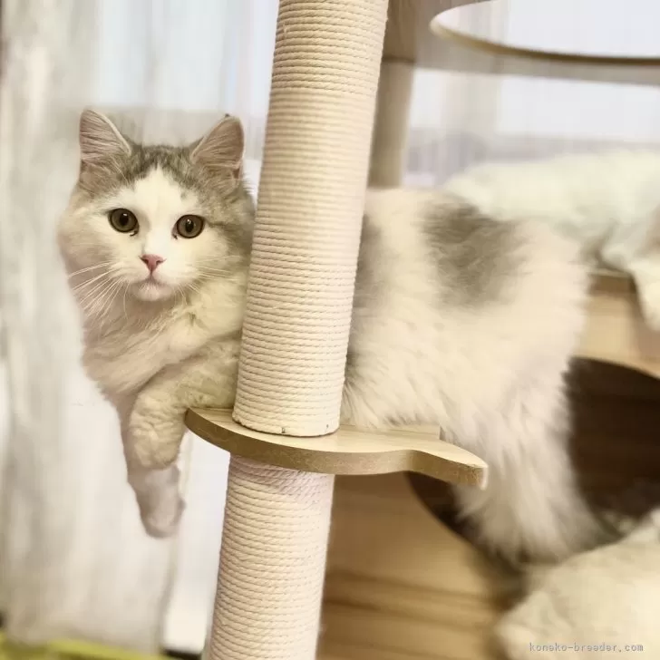 ID:2310-01229の子猫