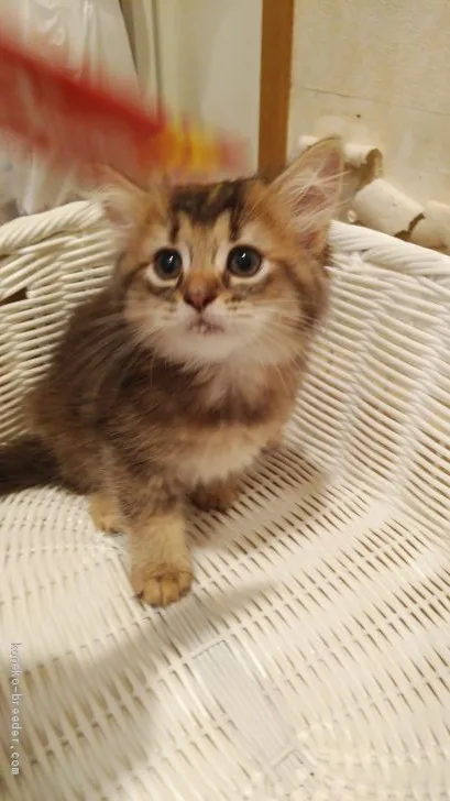 ID：2007-00613の子猫