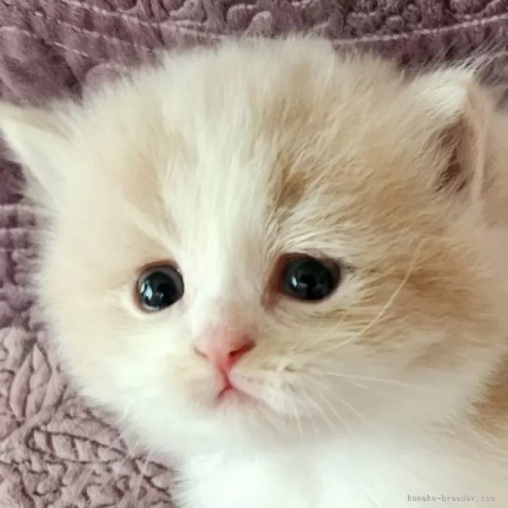 ID:2410-00805の子猫