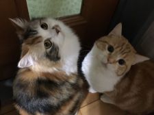 熊本県のブリーダーを探す みんなの子猫ブリーダー