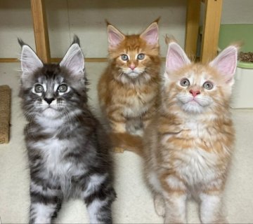 新潟県の猫のブリーダー キャッテリーのブログ特集 みんなのペットライフ