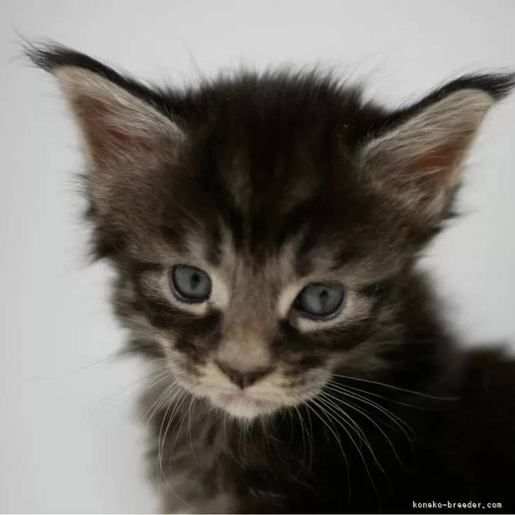 ID:2411-01936の子猫
