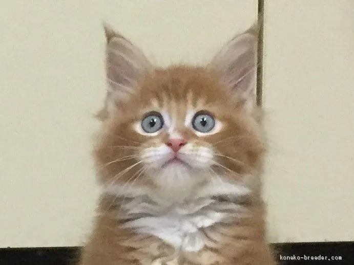 ID:1903-01763の子猫