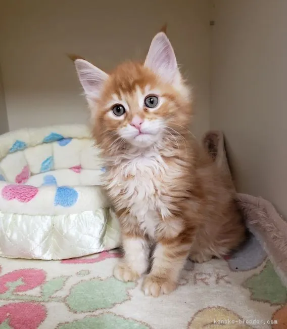 ID:2104-01993の子猫