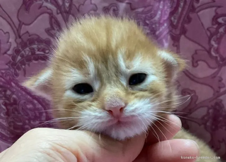 ID:2108-02344の子猫