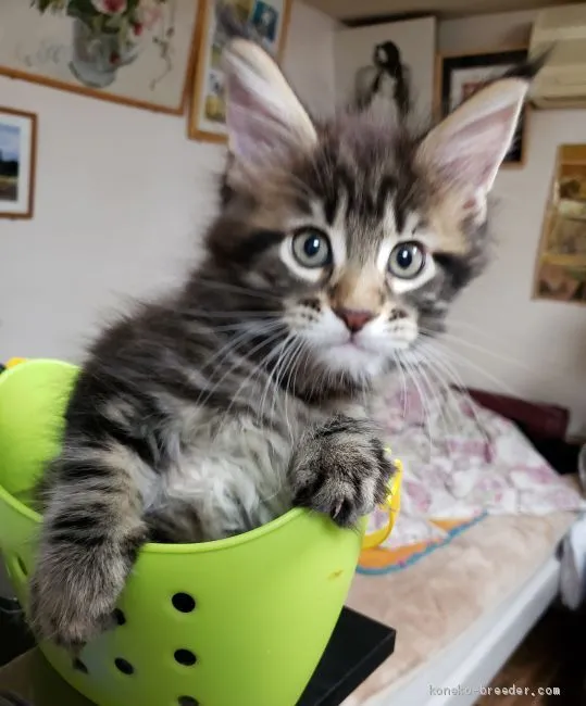 ID:1908-00797の子猫