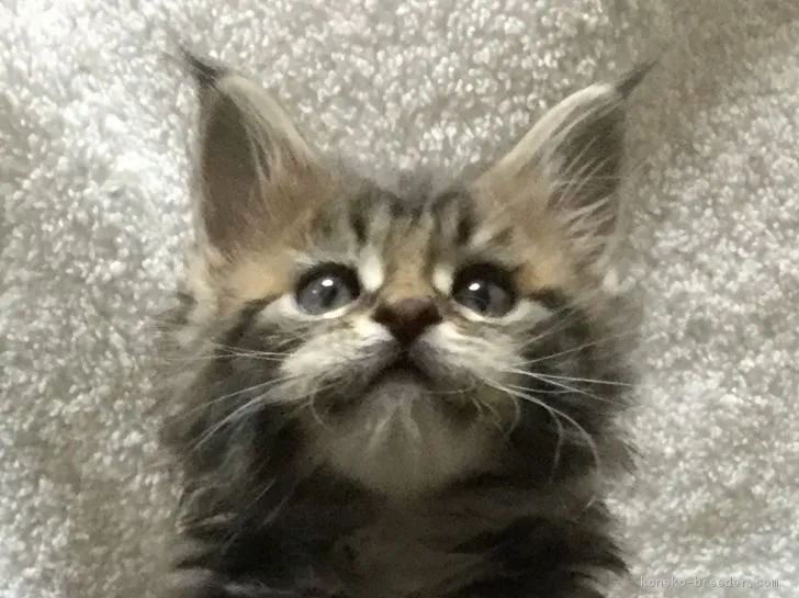 ID:1902-01109の子猫