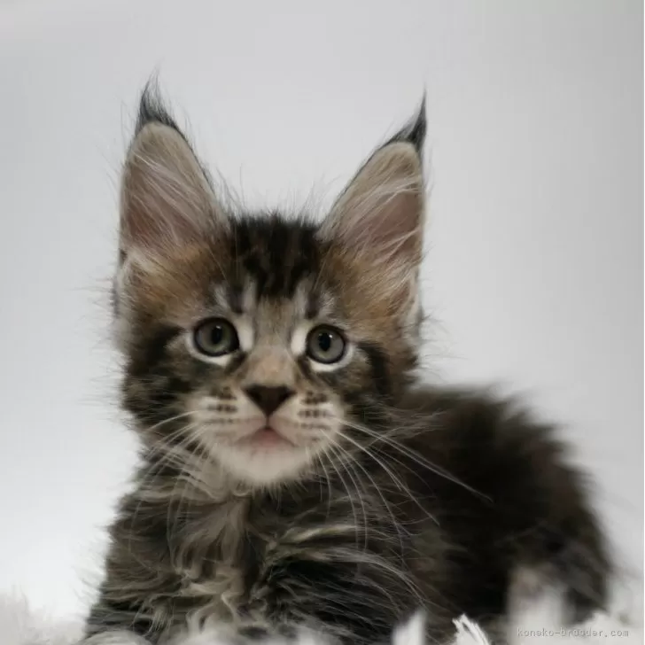 Lily 様のお迎えした子猫