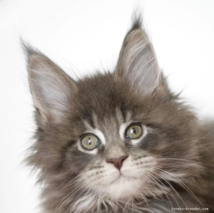 ID:2504-02154の子猫