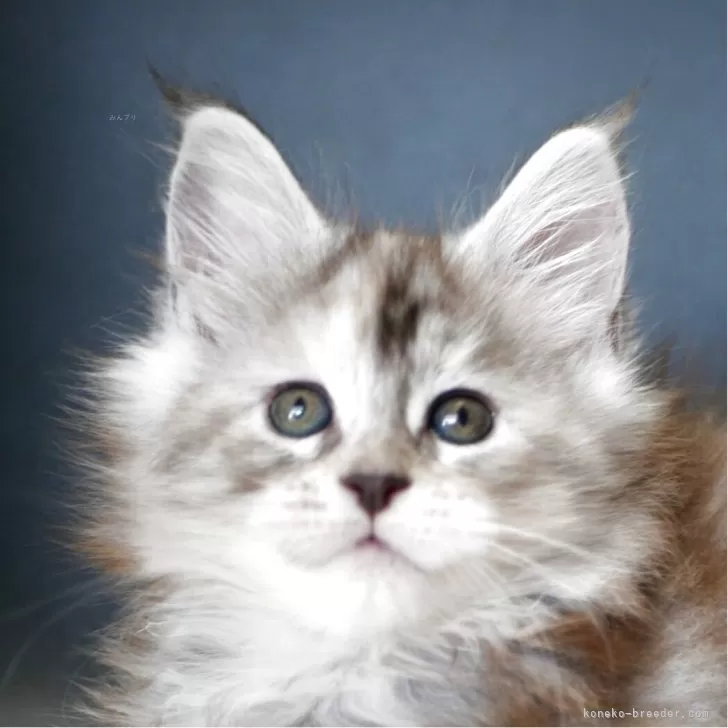 ID:2503-00851の子猫