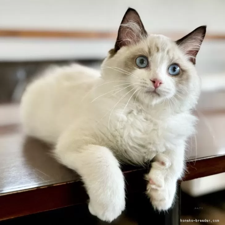 ID:2406-01250の子猫