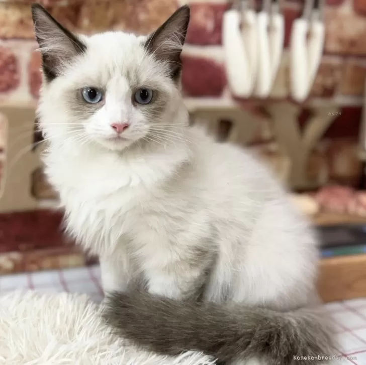 ID:2409-01243の子猫