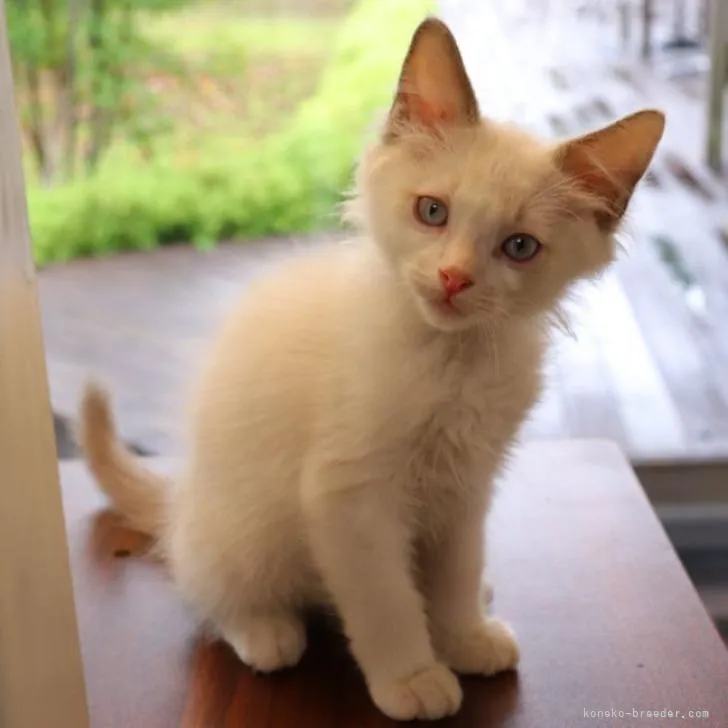 ID:2210-01354の子猫