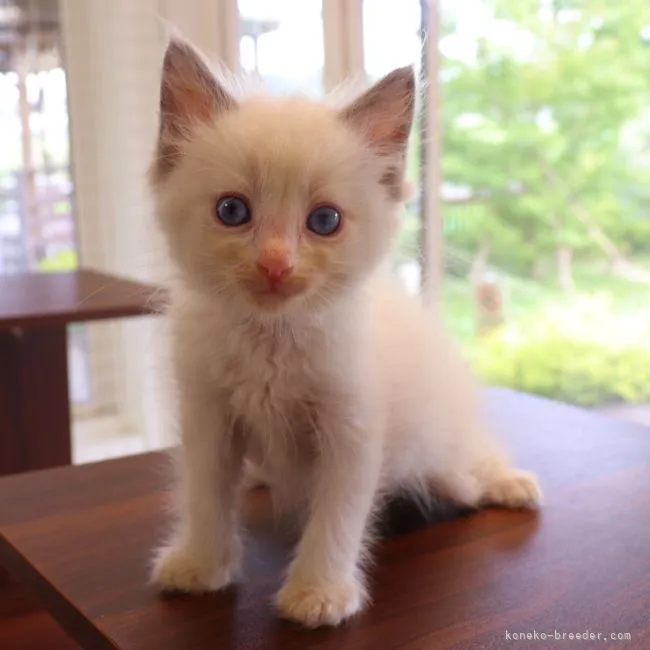 ID:2206-01112の子猫
