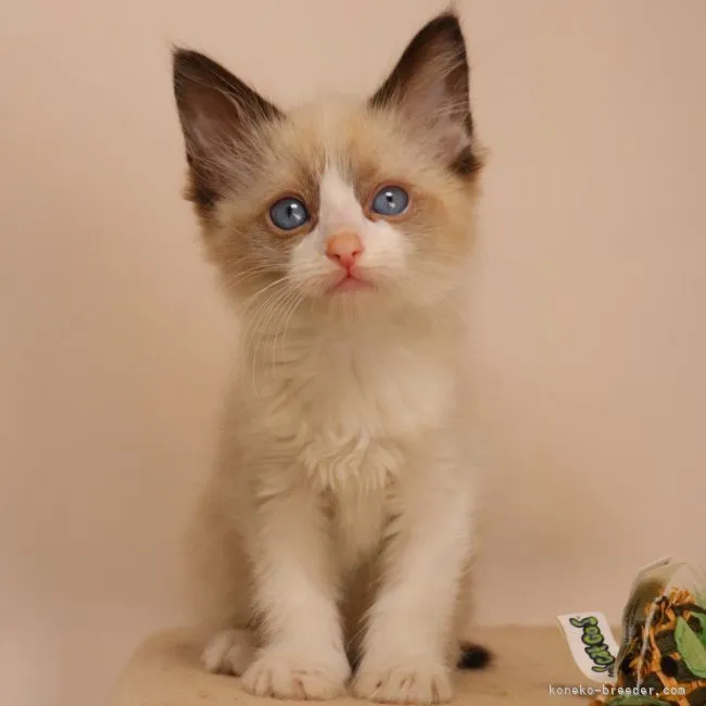 ID:2201-01746の子猫