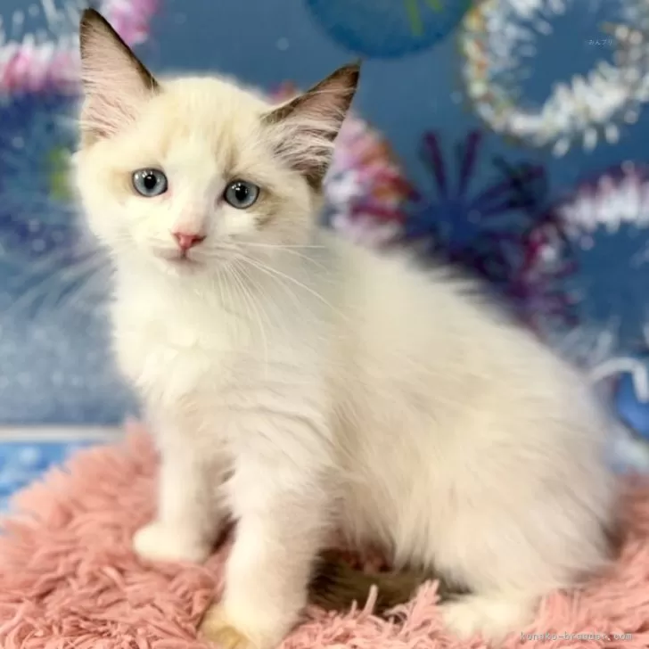 ID:2408-00714の子猫