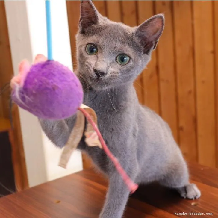 ID:2210-01348の子猫