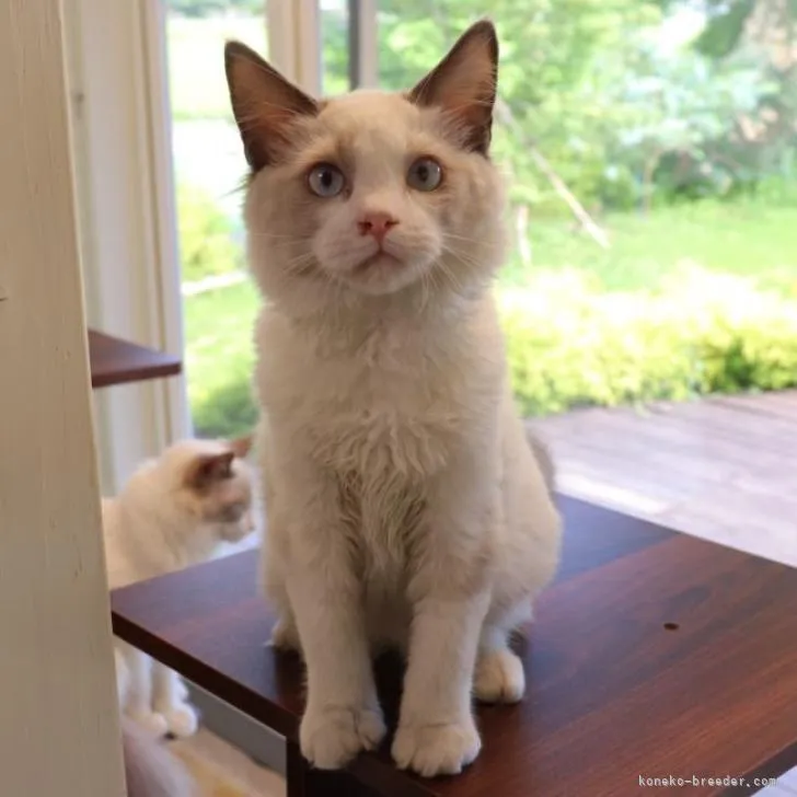 ID:2206-01111の子猫