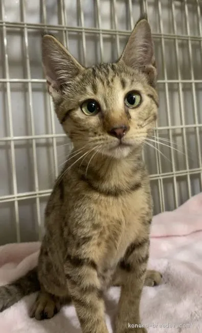 ID:2101-00627の子猫