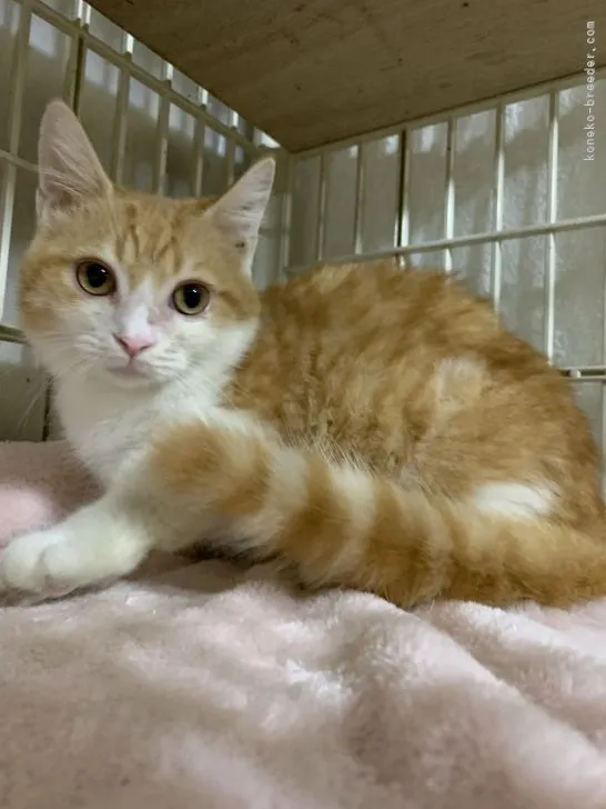 ID:2108-00862の子猫