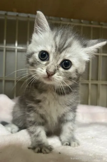 ID:2204-00183の子猫