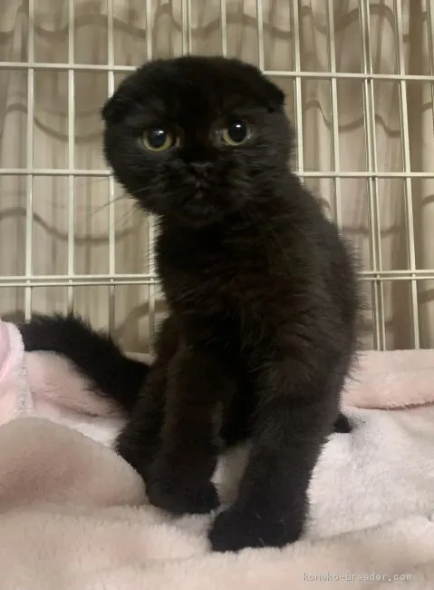 ID:2009-01353の子猫