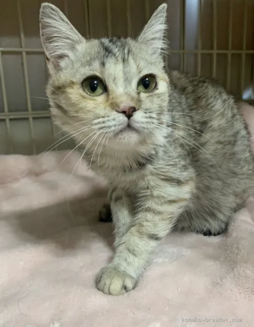 ID:2009-01245の子猫