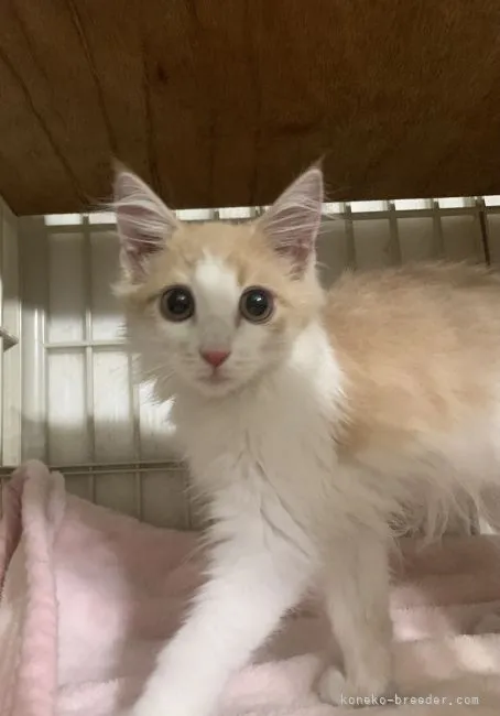 ID:2104-02462の子猫