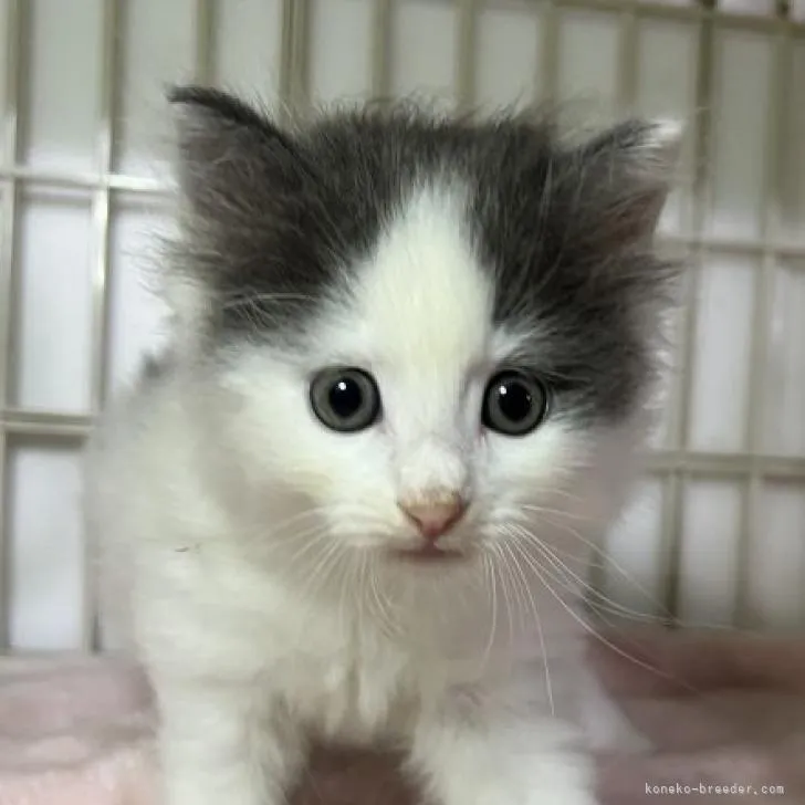 ID:2301-01315の子猫
