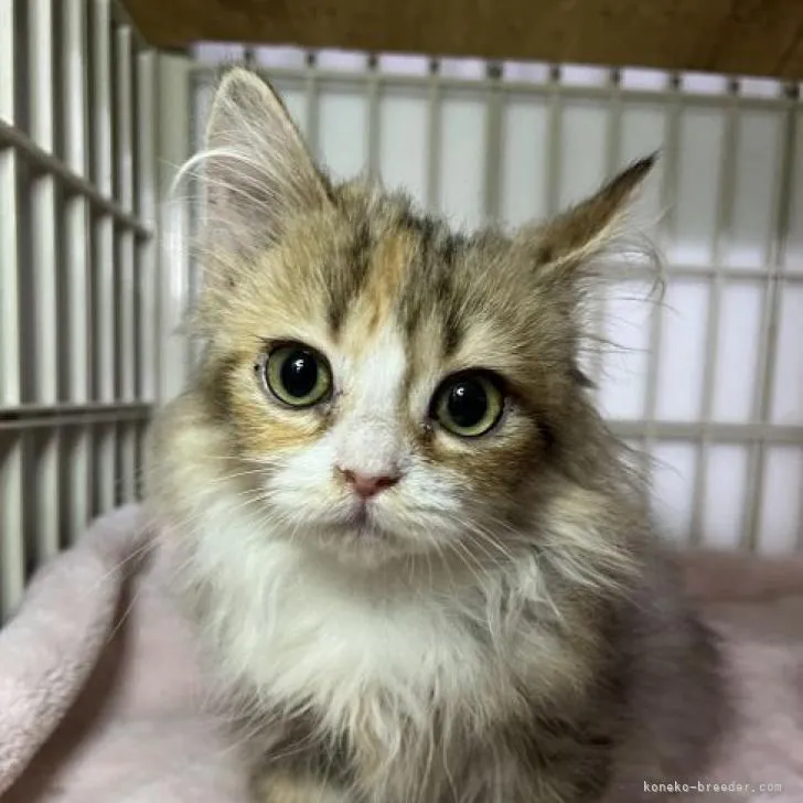 ID:2301-00578の子猫