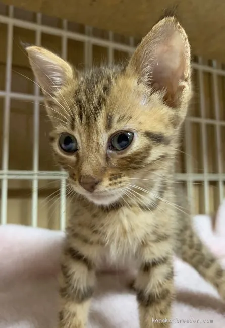 ID:2005-00180の子猫