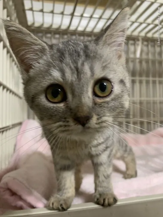 ID:2102-01700の子猫