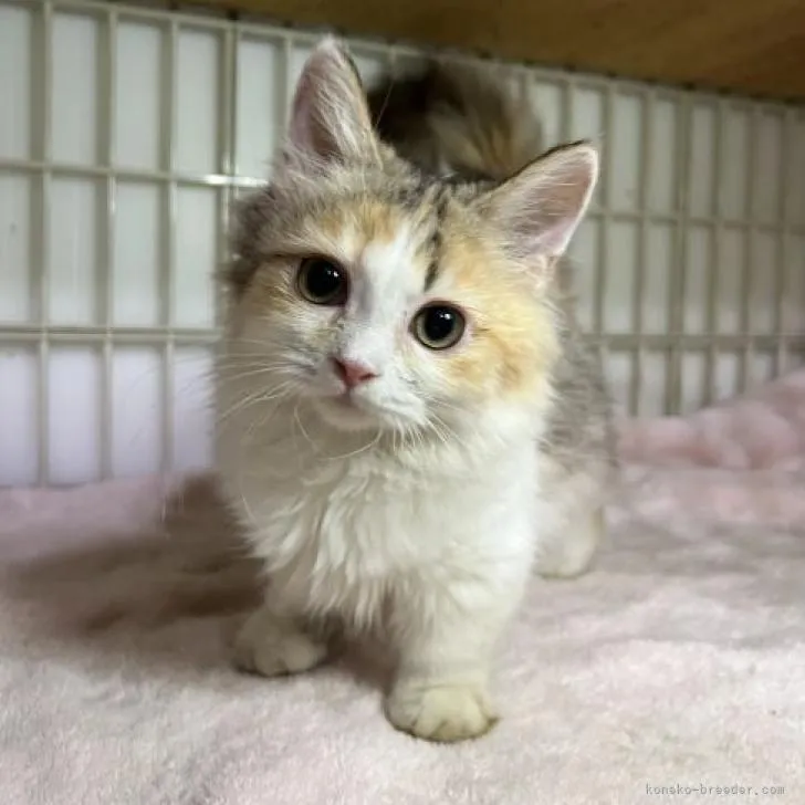 ID:2210-02994の子猫