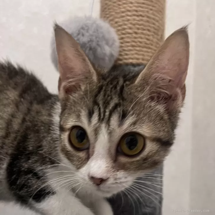 ID:2409-00702の子猫