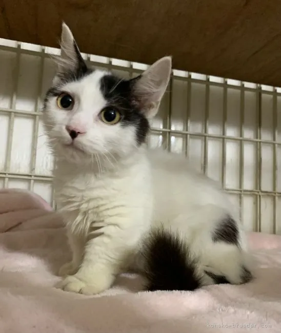 ID:2107-00537の子猫