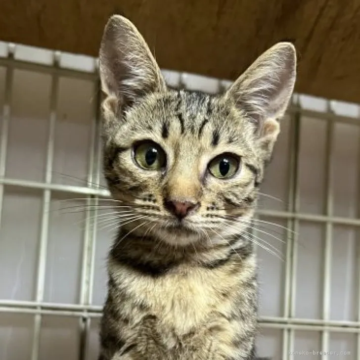 ID:2309-00771の子猫