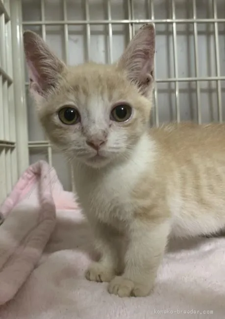 ID:2101-00776の子猫