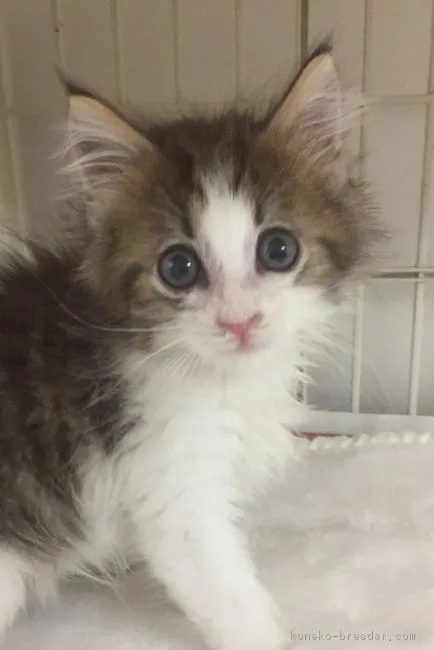 ID:1807-00348の子猫