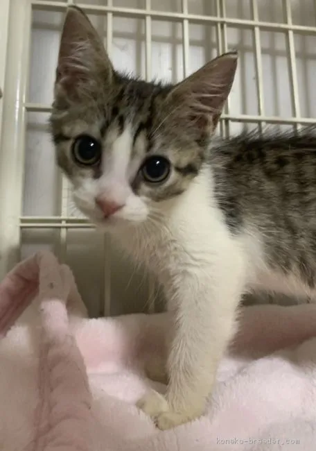 ID:2101-00777の子猫