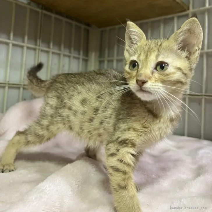 ID:2305-03210の子猫