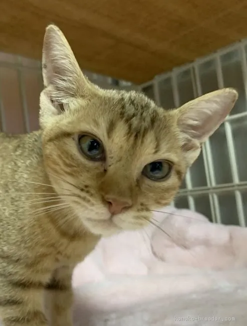 ID:2006-00459の子猫