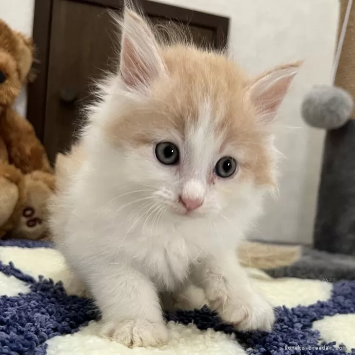 ID:2407-01022の子猫