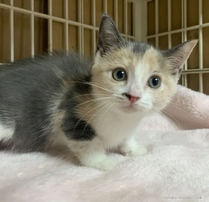 ID:2005-00267の子猫