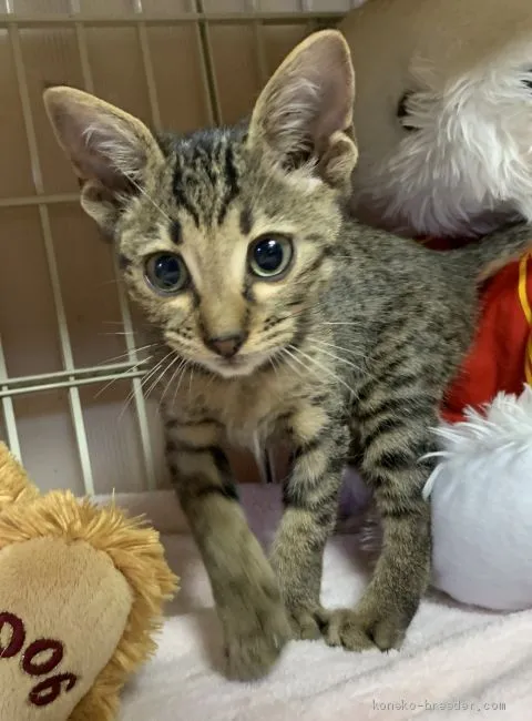 ID:1910-01276の子猫