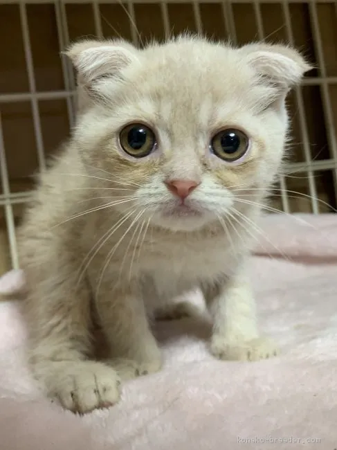ID:2005-00582の子猫