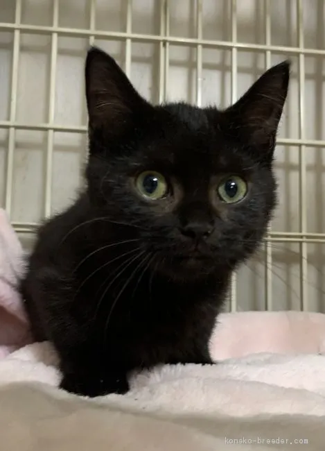 ID:2102-01705の子猫